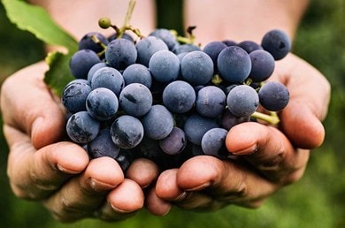 Zwei Hände zeigen geerntete Weintrauben als pflanzliche Quelle von Resveratrol
