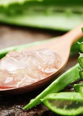 Aloe vera